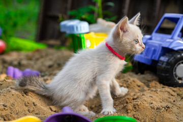 A curious light-colored kitten with blue eyes is sitting in a sandy play area surrounded by vibrant...