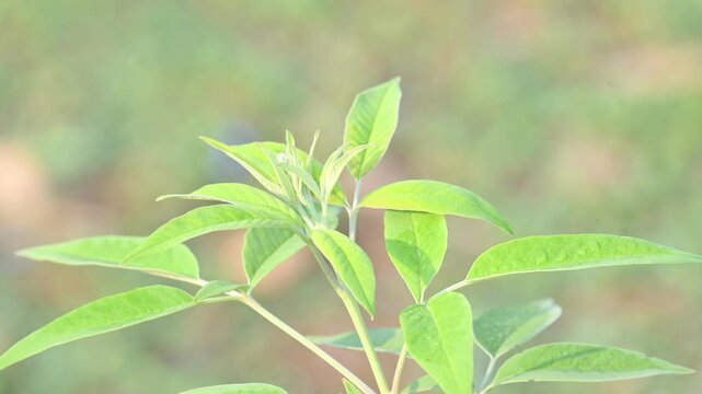 Vitex negundo plant. Its other name Chinese chaste tree,&nbsp;five-leaved chaste tree,&nbsp;horseshoe vitex, nisinda and Nirgundi. It is a large&nbsp;aromatic&nbsp;shrub. It is an Ayurvedic medicine.