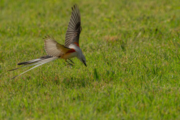 Scissor-tailed flycatcher flying over a meadow