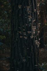 Fungi Kingdom: Growth on an Old Tree