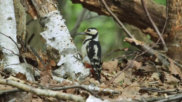 北海道の森の中で撮影したアカゲラ