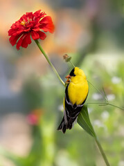 Goldfinch on colorful zinnia blossoms