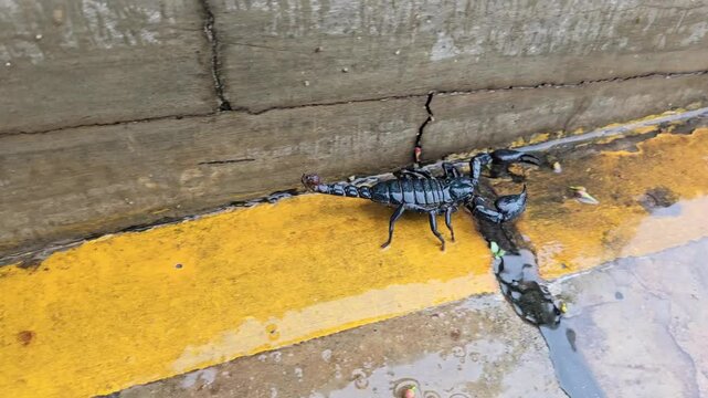 Laotian Giant Scorpion, large black scorpion, walks out of the ground during flooded area due to rain. Heterometrus laoticus walks on concrete floor during rain. The body has thick shell, large claws
