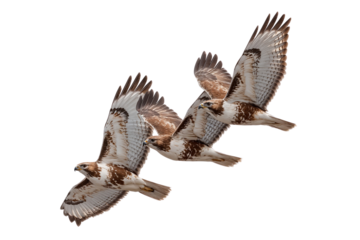 Three magnificent hawks soar in formation with outstretched wings, isolated on transparent background