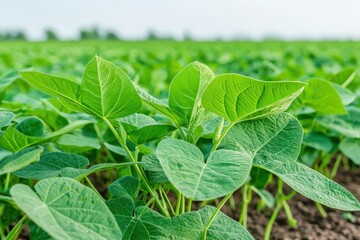 Obraz premium Close-up of vibrant green soybean plants growing in a lush agricultural field under soft sunlight, showcasing healthy leaves and rich soil.