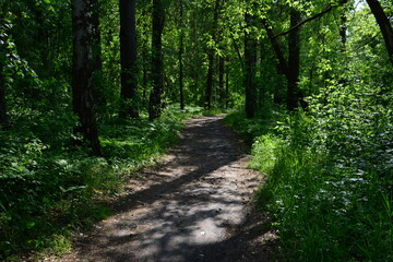 empty Sunlit Forest Trail with green grass and tall trees and sunbeams