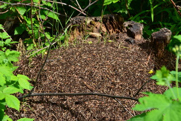 Ant Hill in a Forest Environment isolated close up