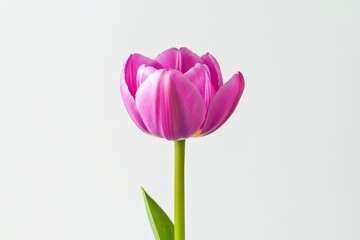Naklejka premium Delicate Pink Tulip Blooms with Soft Petals Against Minimalist White Background Highlighting Floral Beauty and Elegance in Nature