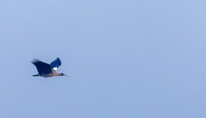 Redn-naped Ibis flying the blue sky 