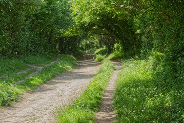 Woodland Track, Halnaker Hill, Sussex, England.