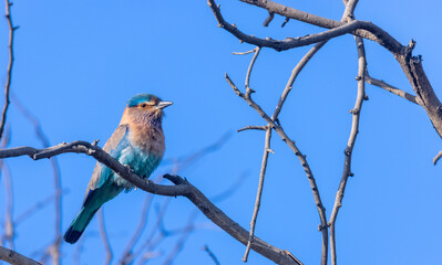 Indian Roller (Coracias benghalensis) Bird perched on tree branch. The Indian roller is a bird of the family Coraciidae, the rollers