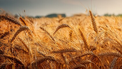grain field barley hordeum vulgare ears barley field grain field grain cultivation cereals cereal ears barley ears plants nature cultivation agriculture economy brown close up