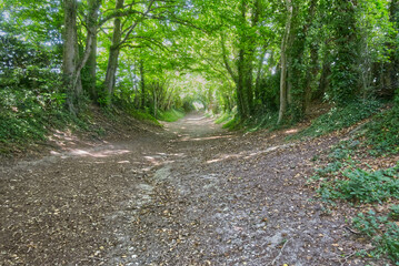 Woodland path. Halnaker Hill, Sussex, England