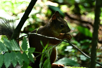 A curious, brave wild squirrel in the forest gnaws a nut.