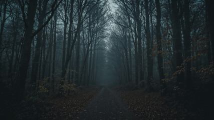 Fototapeta premium Fog entering dark forest road creating mysterious atmosphere