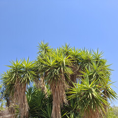 Natura