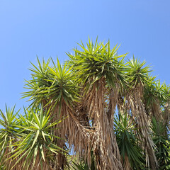 Natura