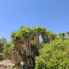 Natura