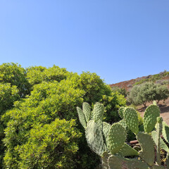 Natura
