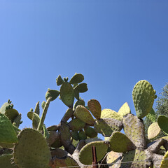Natura