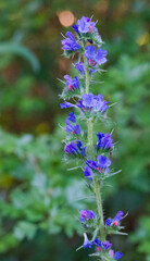 Beautiful close-up of echium vulgare