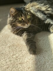 Pretty Maine Coon