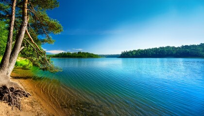 trees on the shore of the lake summer day near a forest lake trees with long curved branches grow on the shore behind them is the blue expanse of water and a dense forest on the other side
