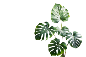 Monstera Deliciosa Plant with Lush Green Leaves on Transparent Background