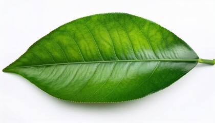 green from the leaves of a lemon on a white background