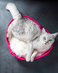 Gray cat lying in fuchsia wicker basket in heart shape with white fur lining standing on dark gray surface enjoying moment of comfort and relaxation, valentine's day gift,