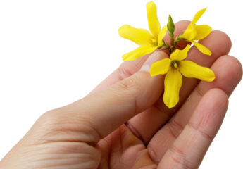 a hand holding a forsythia