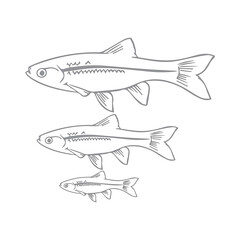 Barbodes binotatus/wader fish