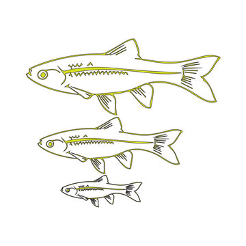 Barbodes binotatus/wader fish