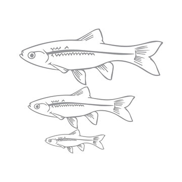 Barbodes binotatus/wader fish