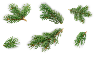 pine tree branches, isolated on transparent background.