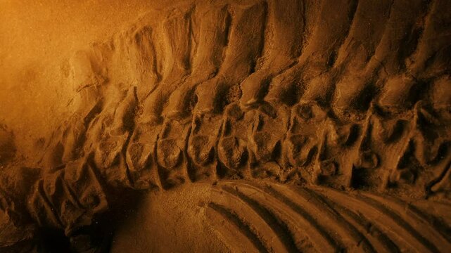 Jurassic Fossil In Dusty Glow
