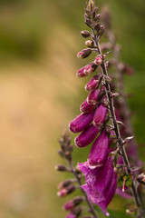 Close-up of vibrant purple foxglove flowers, adorned with fresh raindrops, standing tall in a soft-focus natural background
