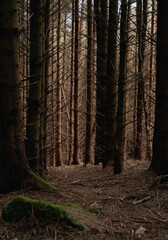 A close-up view of a dense forest of tall pine trees with dark trunks, and vibrant green moss...
