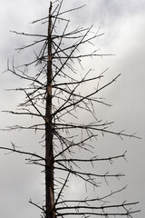 A striking vertical shot of a tall, dead tree with skeletal branches, silhouetted against a bright,...