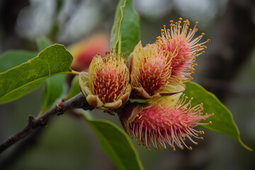 Large buds on trees that bloom as a result of spring, generated AI