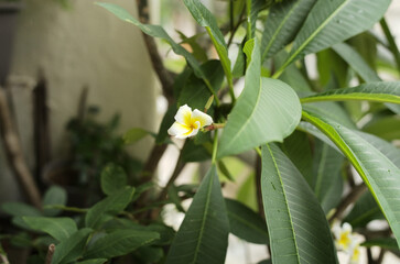 white flowers on the fence