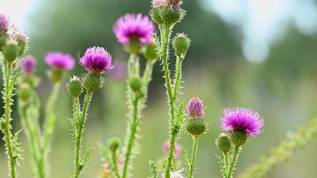 video of burdock flowers in a meadow