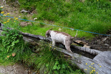 Ein Lagotto Romagnolo Hund wandert in Südtirol 
