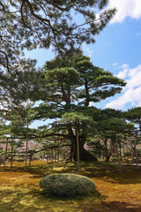 Historic pine tree in Kenrokuen garden