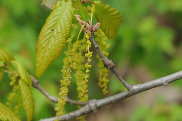 Male Flowers of Korean Oak (Quercus aliena) in Spring