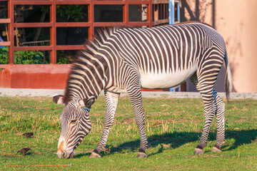 Grevy's zebra, lat Equus grevyi, also known as the imperial zebra eats green grass.
