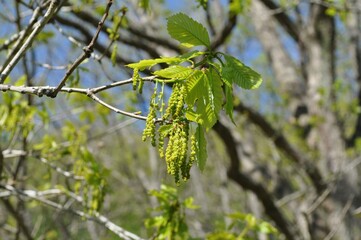 Male catkins of oriental white oak (Quercus aliena) in spring