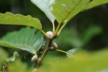 Young acorns of Quercus aliena growing on twig in summer
