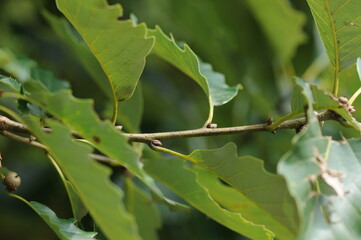 Quercus aliena branch and leaf pattern