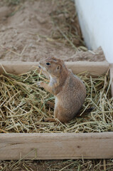 prairie dog